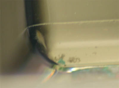 Triops Two Days Old