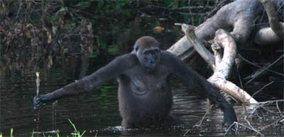Leah, a gorilla, uses a stick to test the depth of water while wading through it