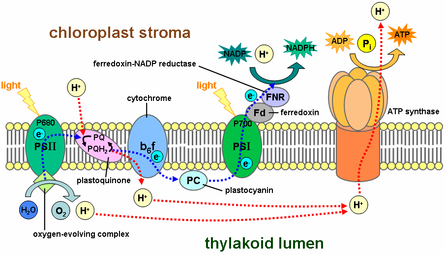 Photosynthesis | importance, process,  reactions 