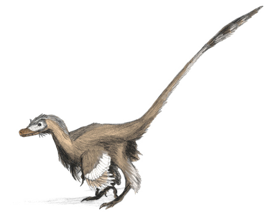 Feathered Velociraptor mongoliensis