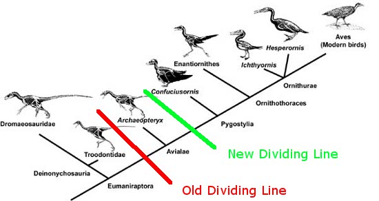 Bird Phylogeny, Drawing the Line Between Birds and Dinosaurs