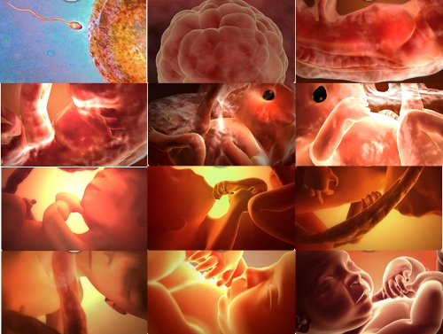 Stages of Fetal Development
