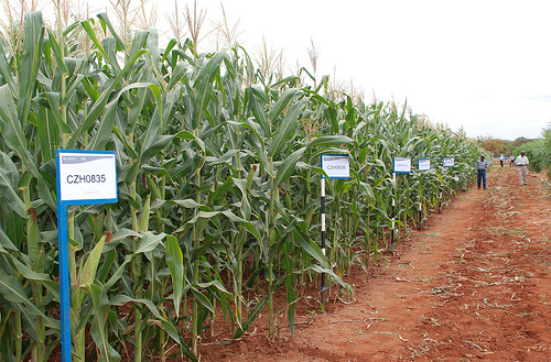 Drought tolerant maize lines at Kiboko, Kenya