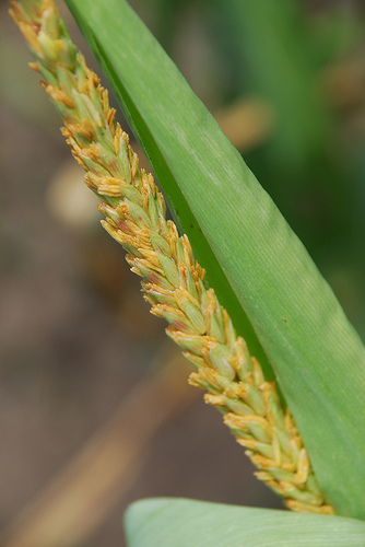 Maize tassel with anthers emerging