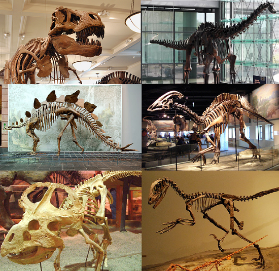 A collection of skeletons mounted in museums of various dinosaurs
