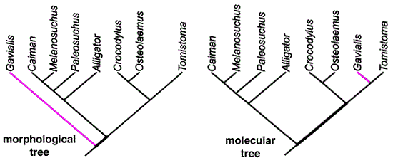 Phylogenic and Molecular Cladograms