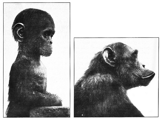 Infant Chimpanzees More Closely Resemble Humans