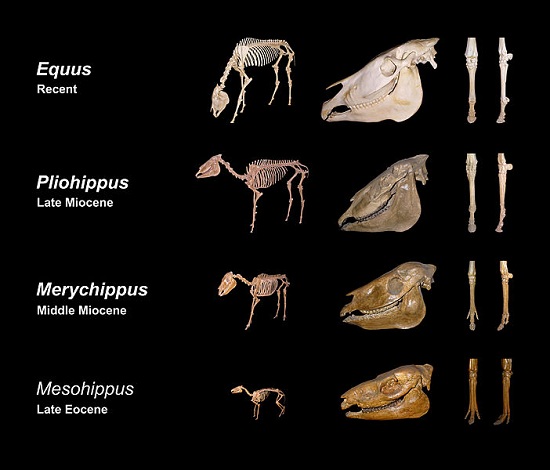Equine evolution