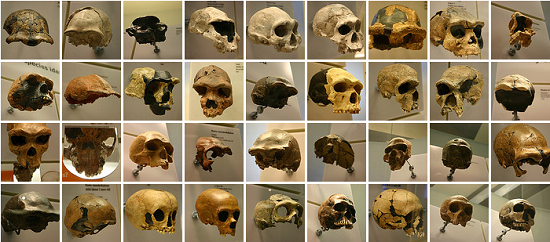 Skulls from Human Evolution