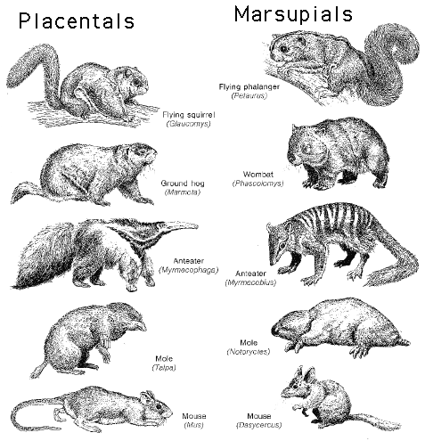 Mammals and Marsupials