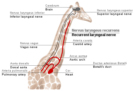 Scheme of path of the recurrent laryngeal nerve in Giraffa camelopardis