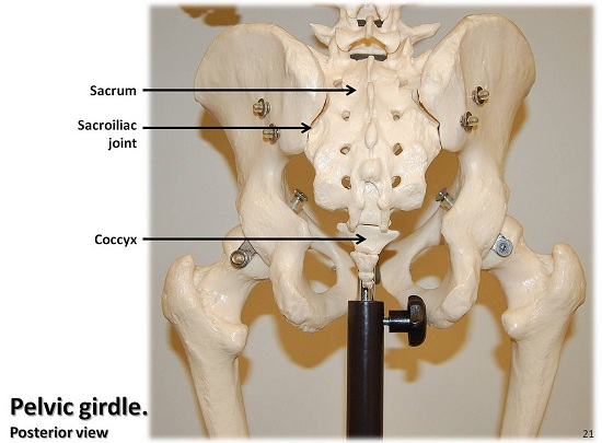 Pelvic girdle, posterior view
