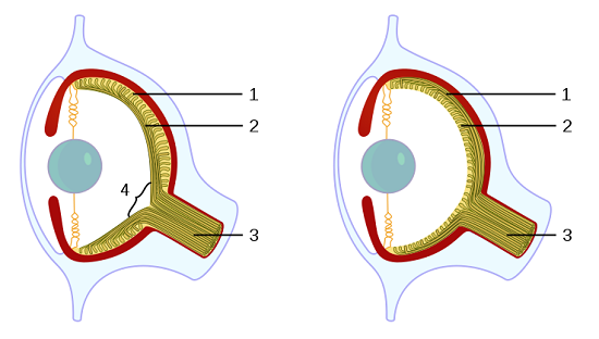 Vertebrate VS Octopus Eye