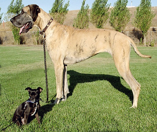 Great Dane and Chihuahua mixed-breed