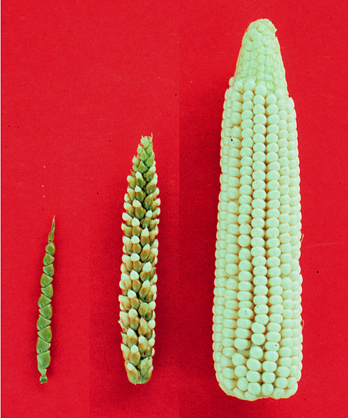 Teosinte, Maize-teosinte hybrid, Maize.