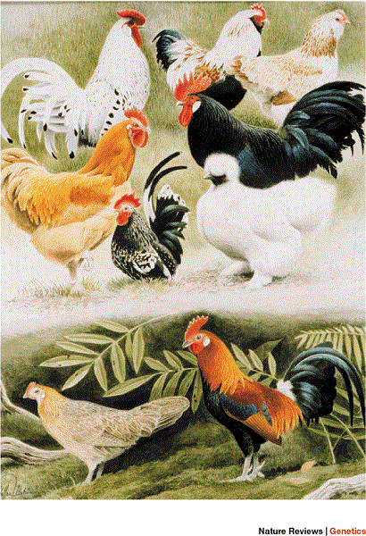 different breeds of domestic chicken in comparison with the wild ancestor, the Red Jungle Fowl