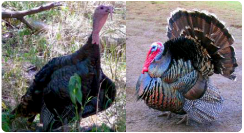 Wild and Domesticated Turkeys