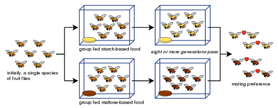 allopatric speciation in the fruit fly