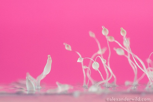 Slime Molds Against a Pink Background