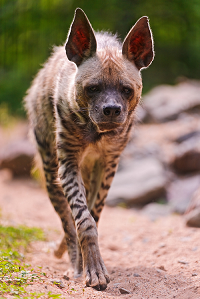 Walking striped hyena