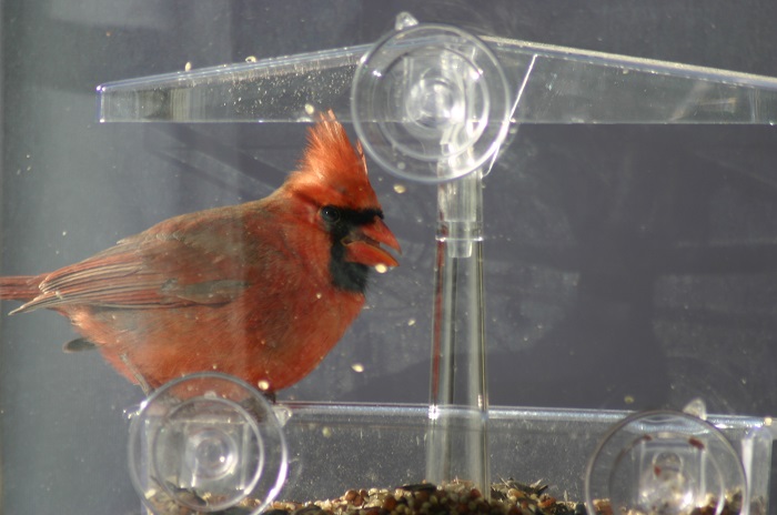 Cardinal at Our Feeder
