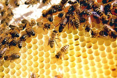Bees Forsake Their Own Reproduction for the Benefit of the Hive