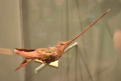 Sword-Billed Humingbird