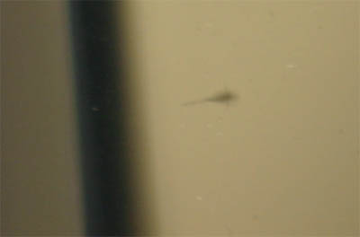 Triops One Day Old