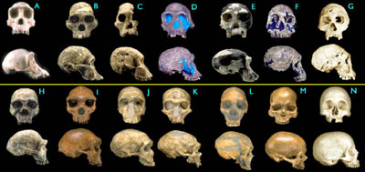 Modern and fossil hominid skulls