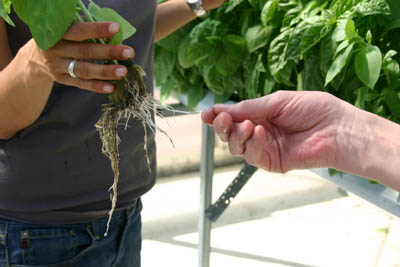Hydroponics Results in Short Root Systems