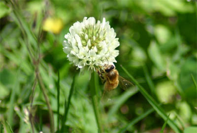 White Clover and Bumblebee