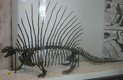 Edaphosaurus Boanerges