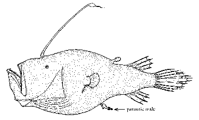 Female Angler Fish with Male