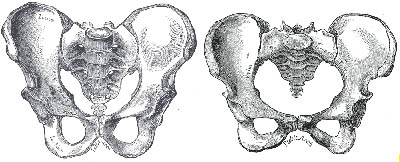 Male (left) and Female (right) Pelvis Dimorphism