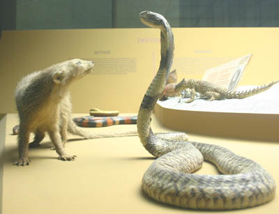 Spitting Cobra VS Mongoose