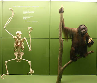 Orang-utan