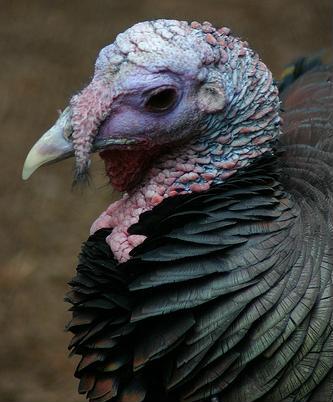 Turkeys and Other Birds are Dinosaur Descendants