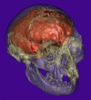 Homo floresiensis