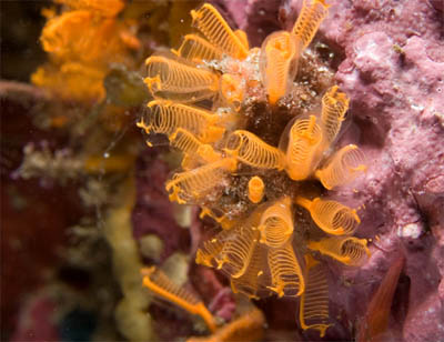 Colony of Tiny Sea Squirts