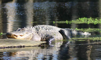 Alligator in Merchant's Millpond State Park