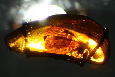 Insect in Amber