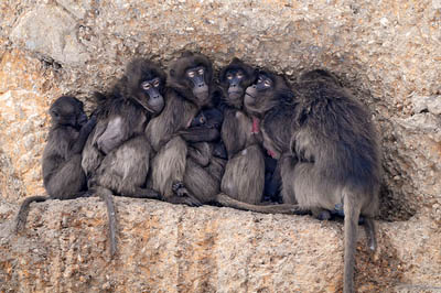 Piled baboons