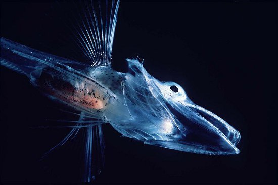 Crocodile icefish larvae (note the clear blood)