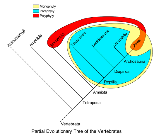 Phylogenetic groups