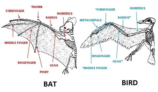 Bat and Bird Wings