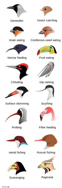 Bird Beaks