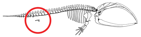Baleen whale Pelvis