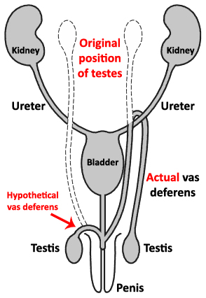 Route of vas deferens from testis to the penis