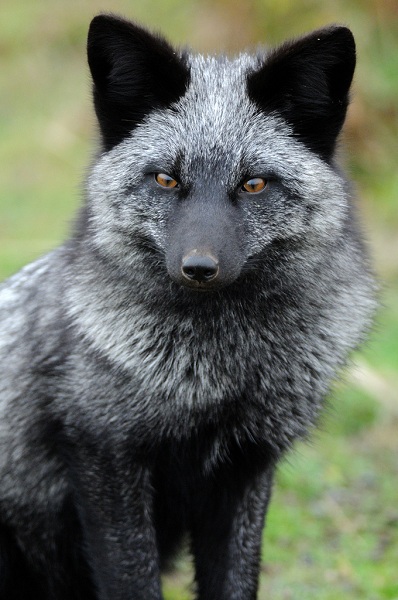 young silver fox